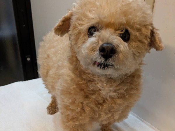 こてつ君 トリミング後