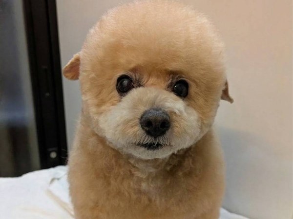 こてつ君 トリミング前