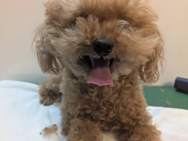 小雪ちゃん トリミング後