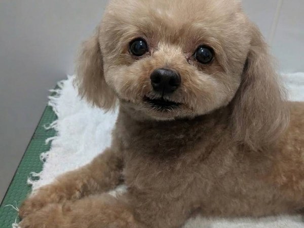 小雪ちゃん トリミング前