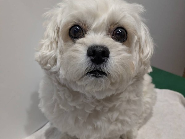 ミルちゃん トリミング後