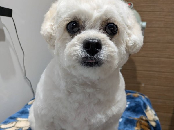 ミルちゃん トリミング前